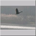 Branta canadensis - Kanadagans 17 Sundermannsee.jpg